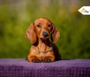 Loyal Dog breeds