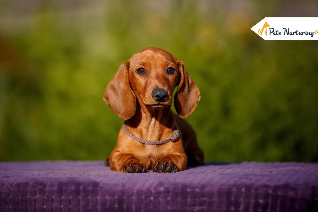 Loyal Dog breeds