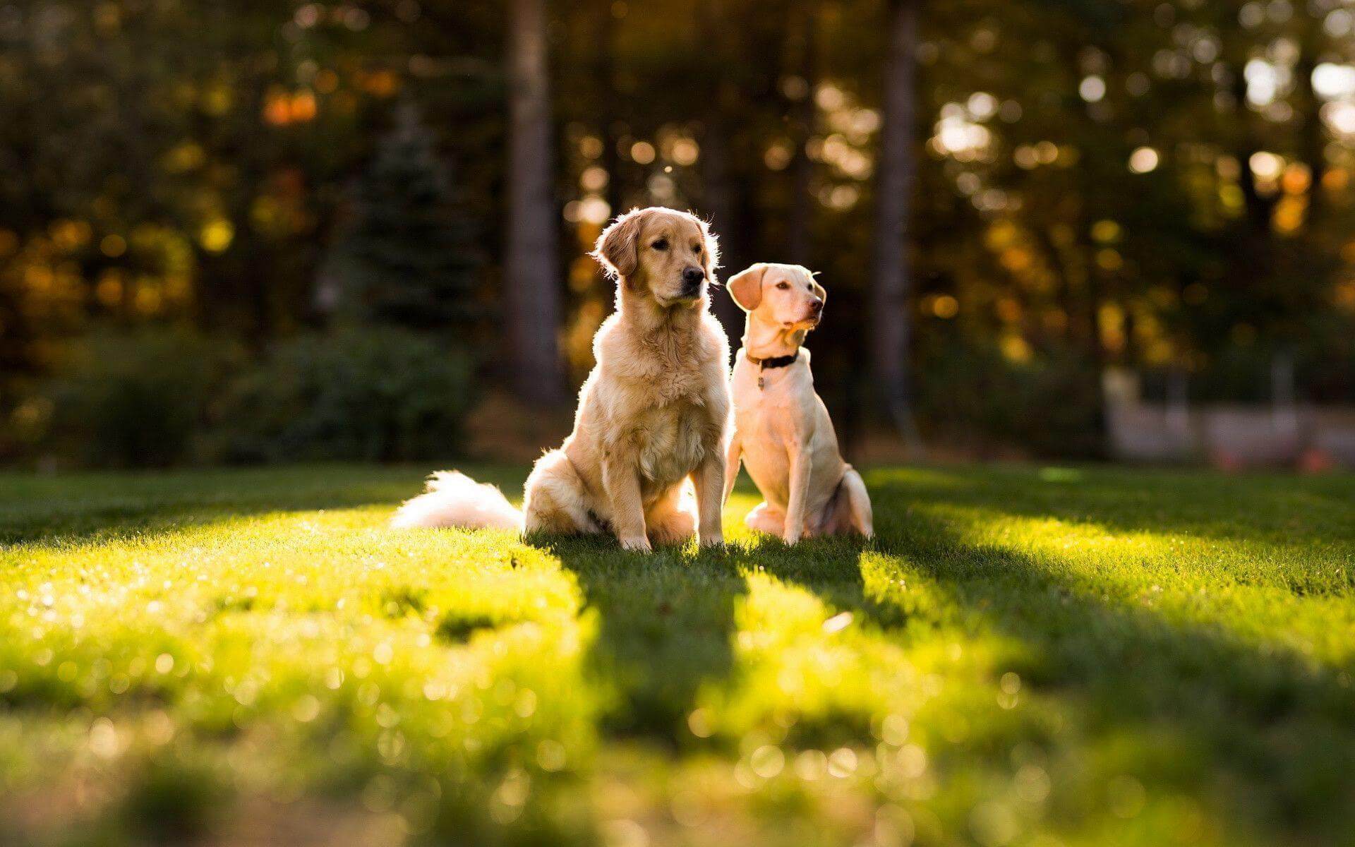 Golden Retriever: Most Loyal Dog Breeds