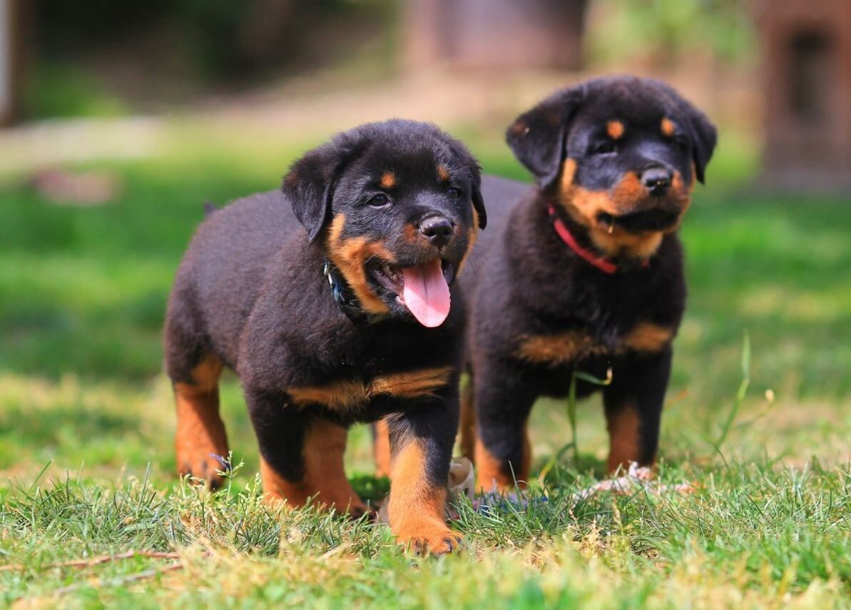 Top 14 Most Loyal Dog Breeds List | Pets Nurturing