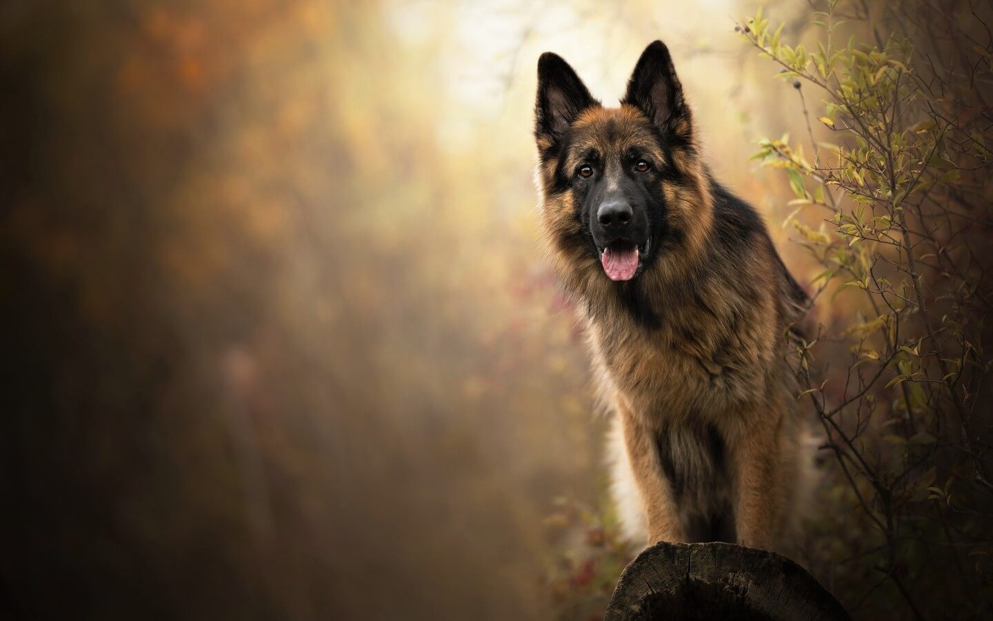 German Shepherd: Most Loyal Dog Breeds