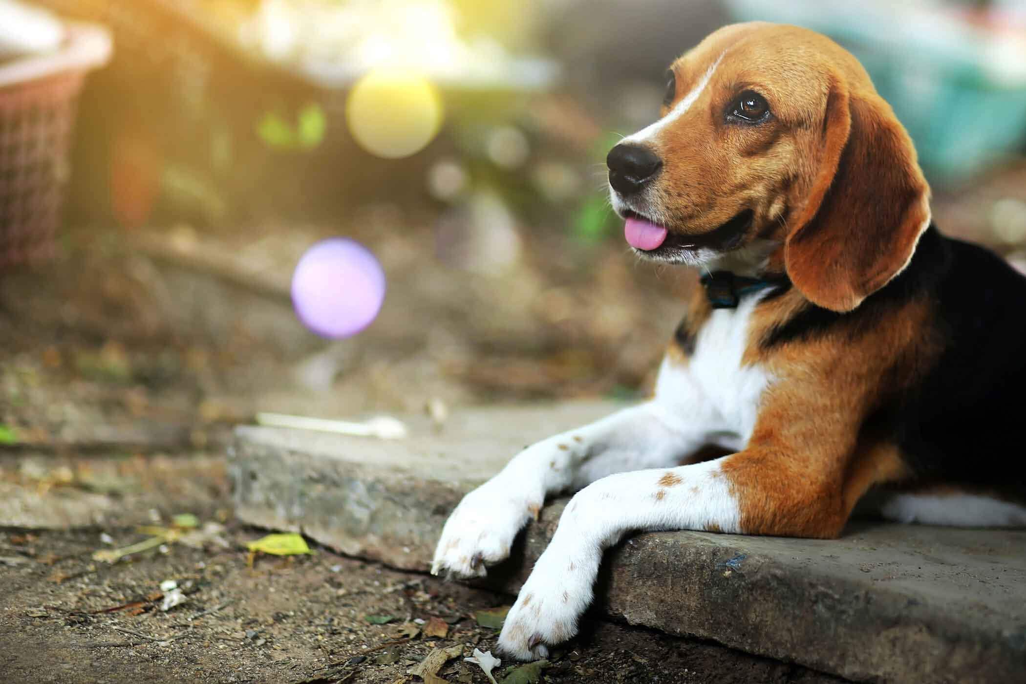 Beagle: Most Loyal Dog Breeds
