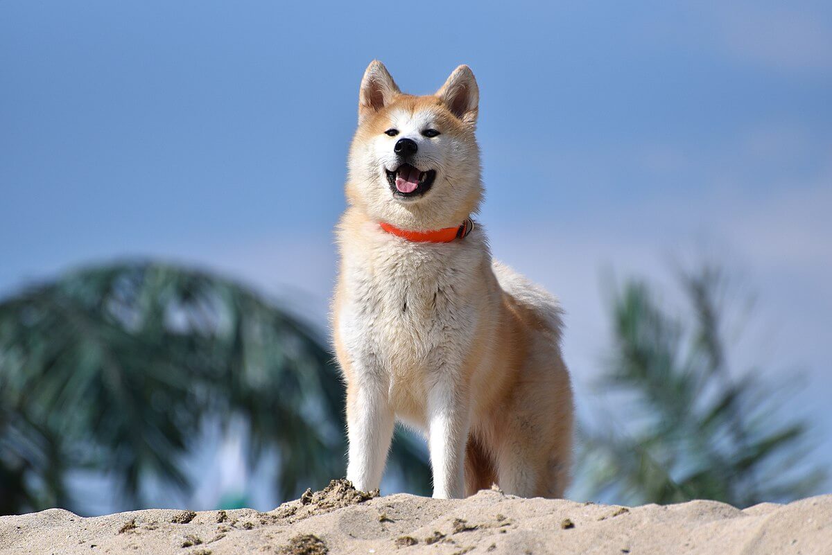 Akita: Most Loyal Dog Breeds