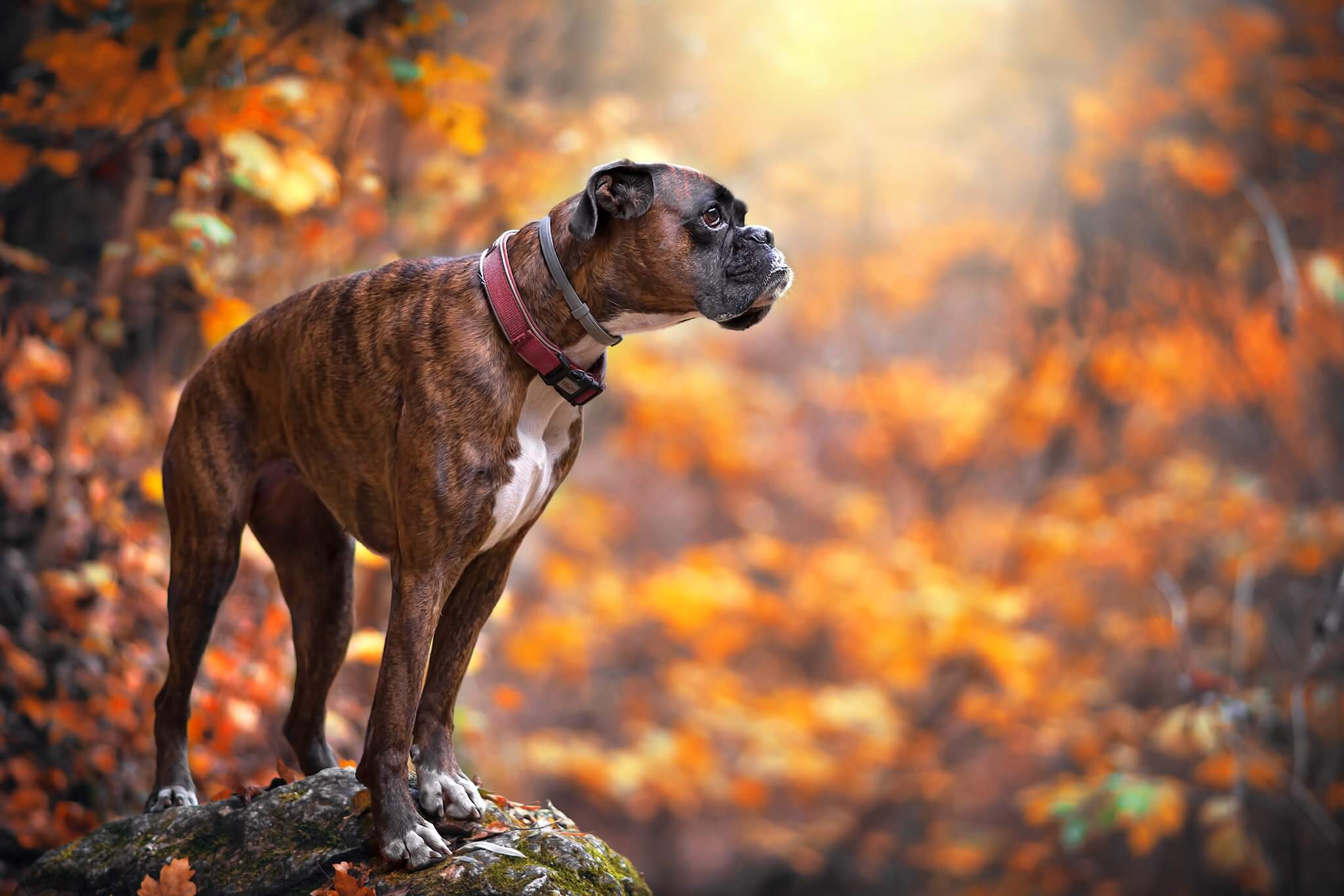 Boxer: Most Loyal Dog Breeds
