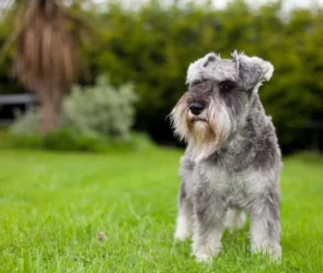 The Best Dog Breed For Senior