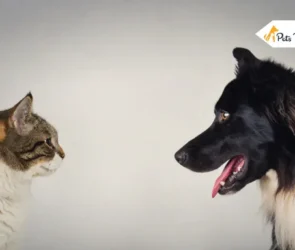 Why Dogs are better than cats