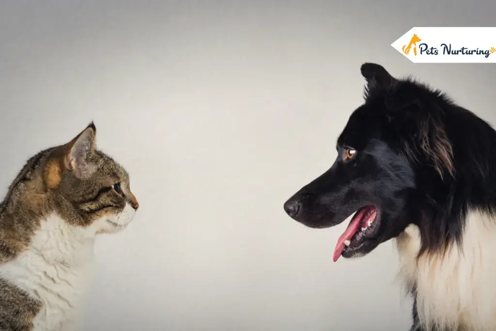Why Dogs are better than cats