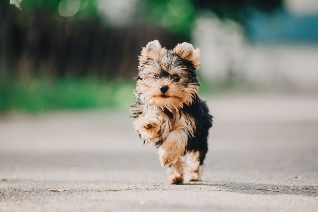 Yorkshire Terrier