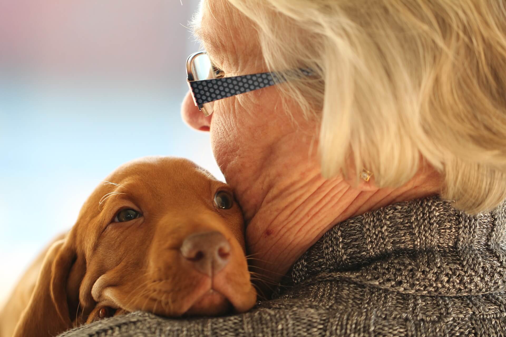 best dog breeds for seniors