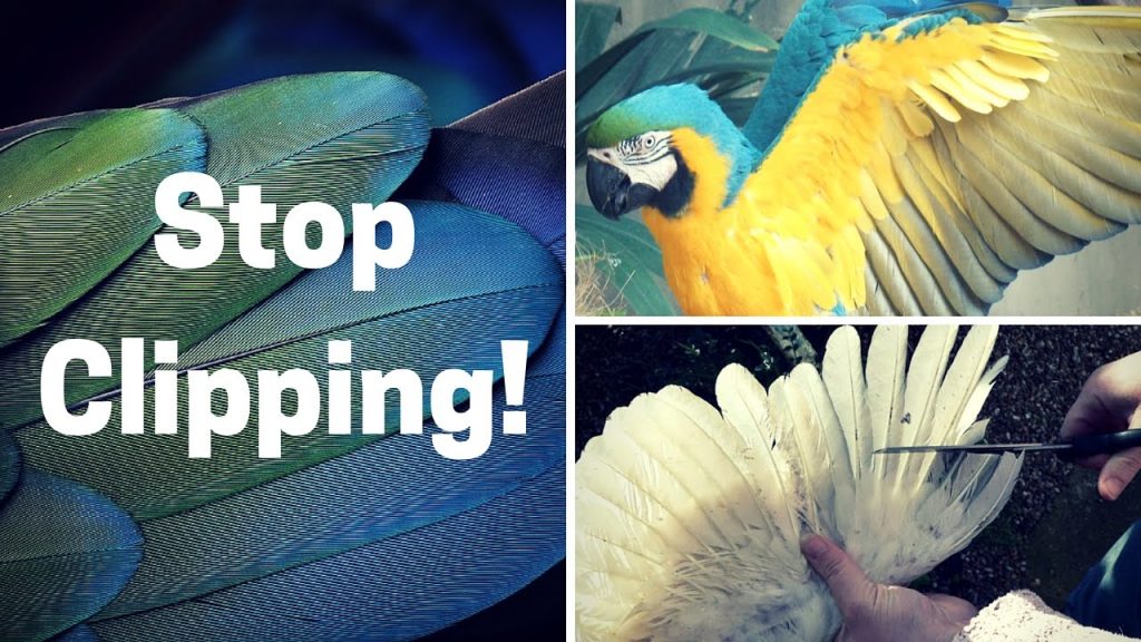 What Is Wing Clipping Amongst Birds? Pets Nurturing