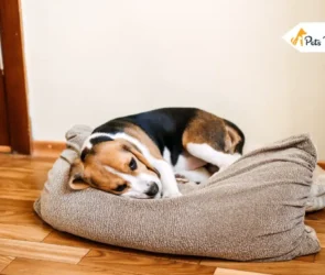 liver Disease In dogs