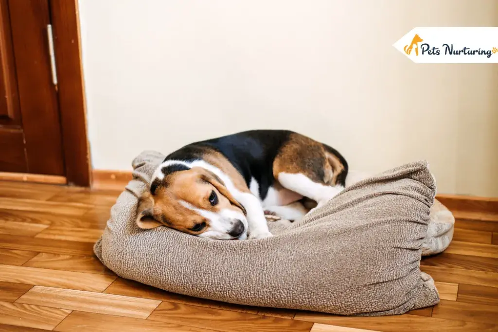 liver Disease In dogs