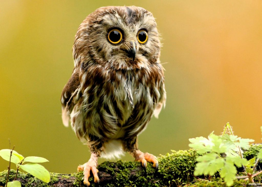 pet-owl-and-what-to-know-about-them-here-pets-nurturing