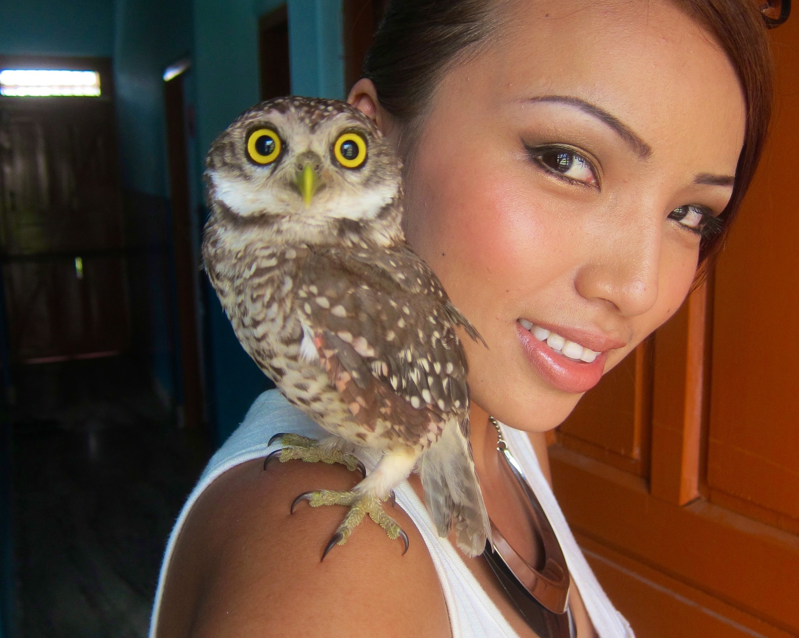 How Much Does It Cost For A Pet Owl at John Bradshaw blog