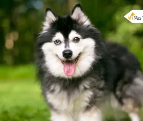 Alaskan Klee Kai