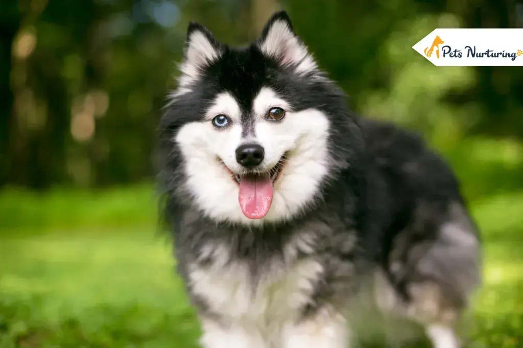 Alaskan Klee Kai