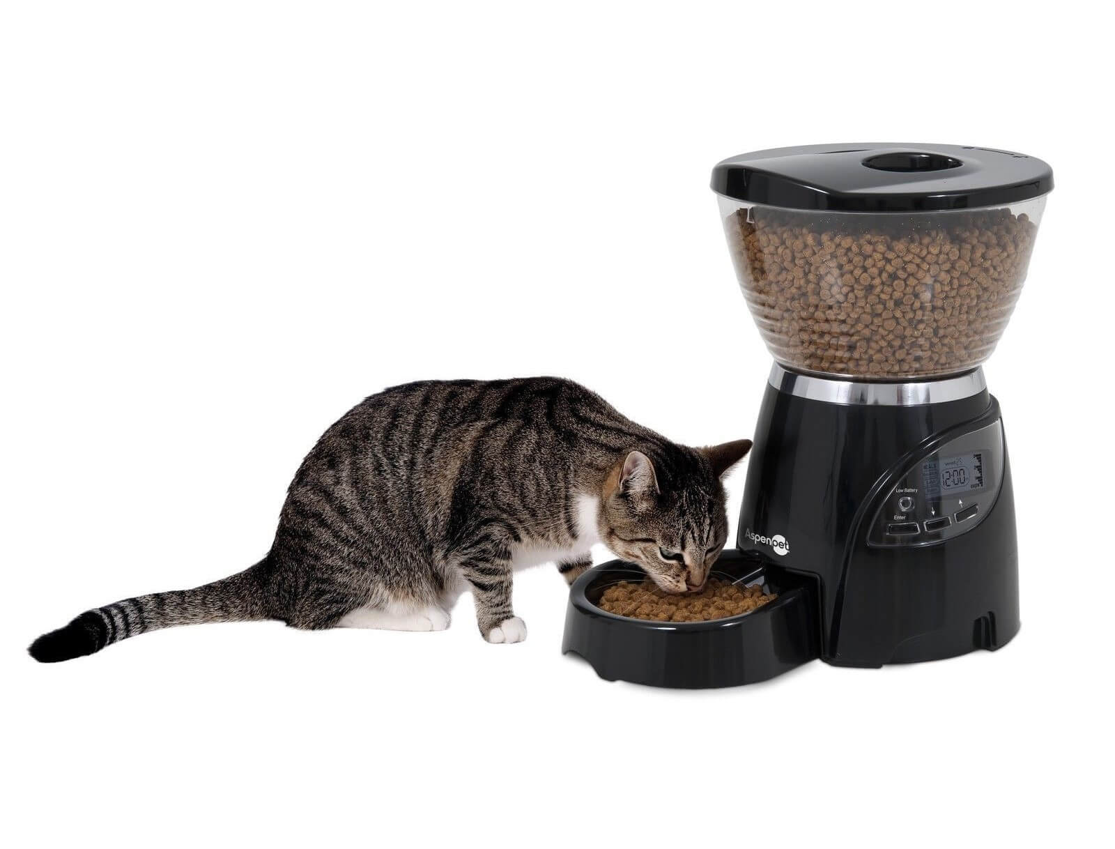 automatic feeder for cats