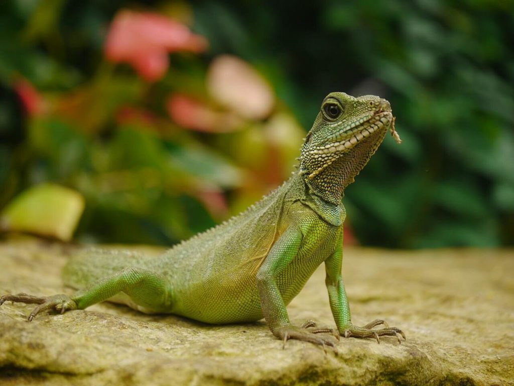 Chinese Water Dragon Get Amazing Facts Pets Nurturing