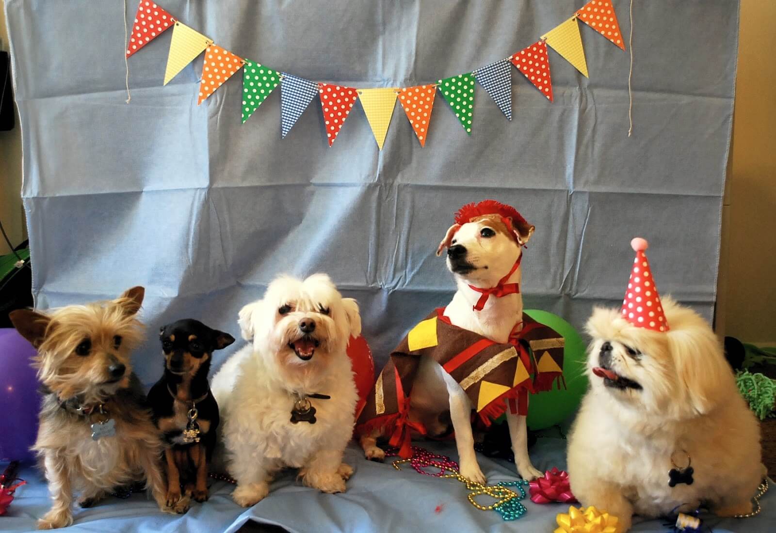 Beautiful Ideas Of Dog Birthday Celebration Pets Nurturing