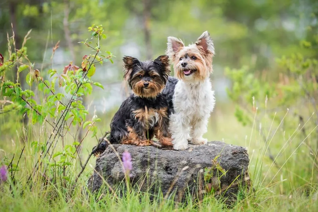Dog Pet For Senior