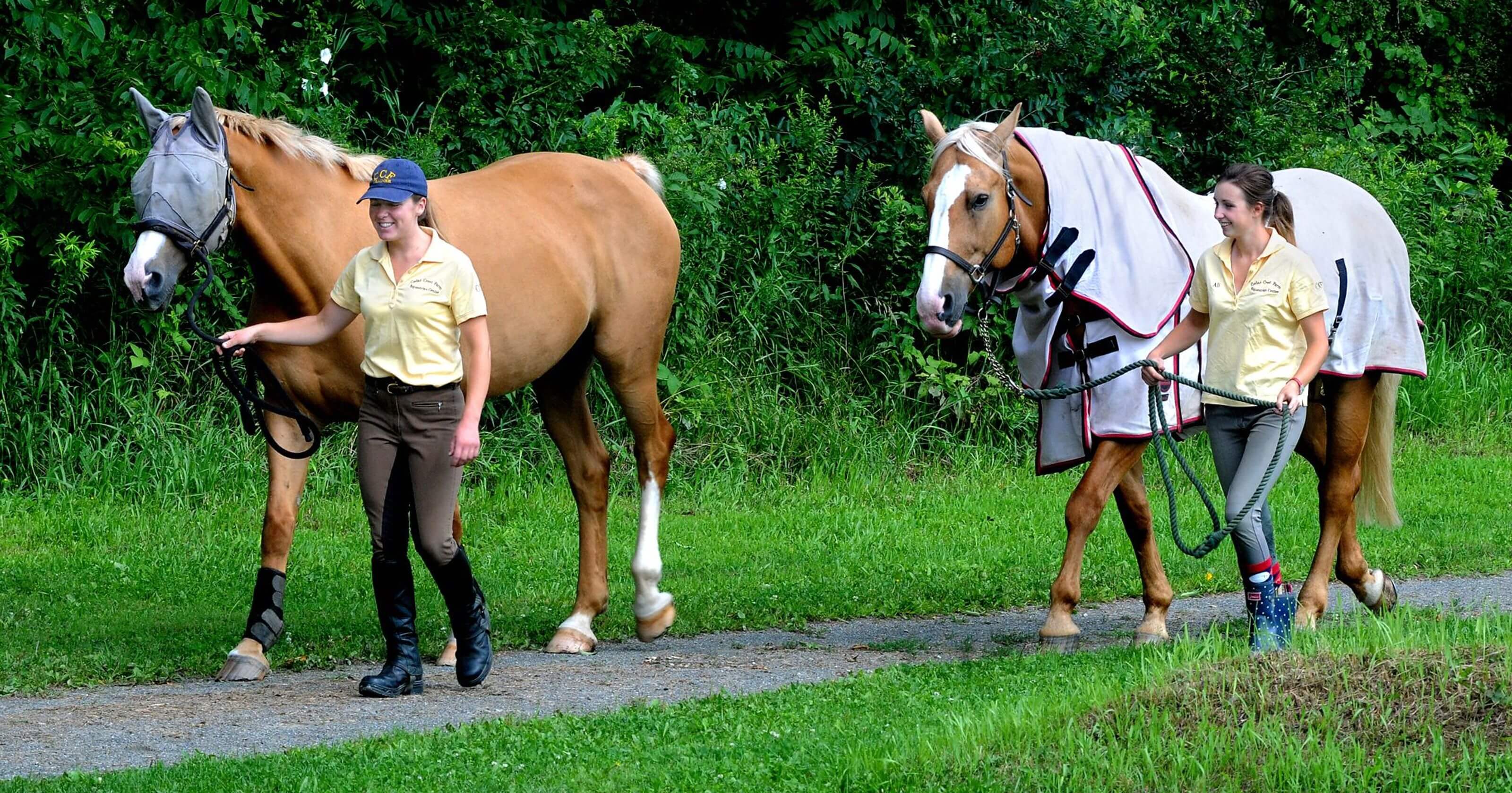 How Much Does A Horse Cost? Initial & Annual Expenses