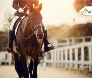 How Much Does a Horse Cost