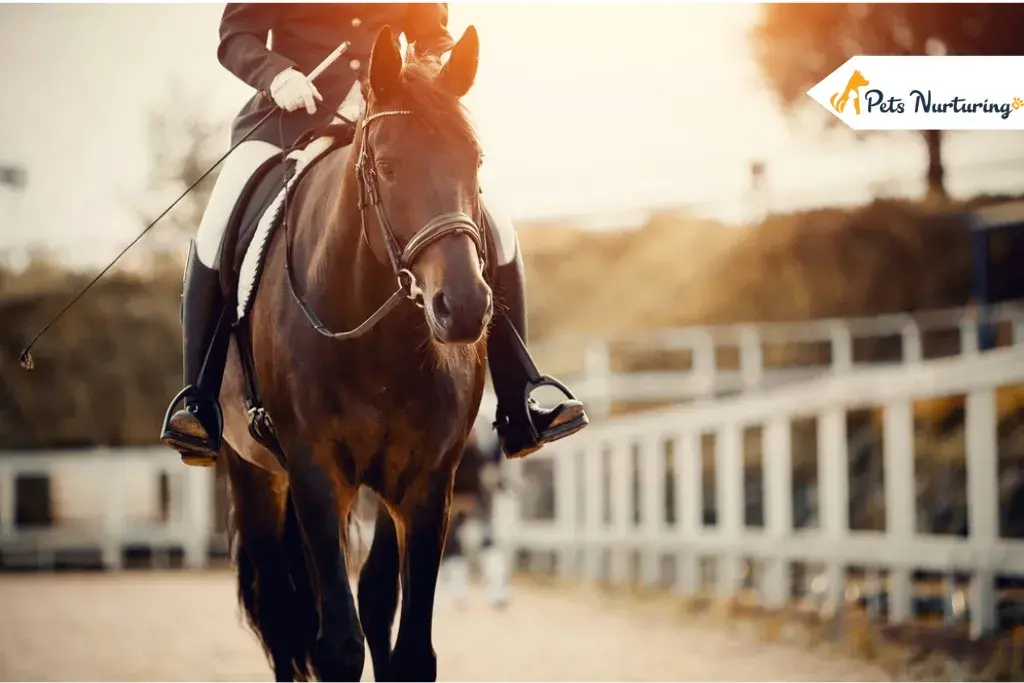 How Much Does a Horse Cost