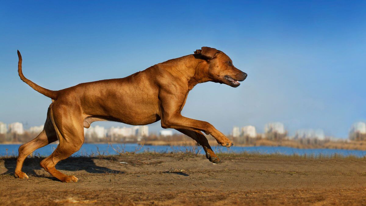 How Much Exercise Should Your Dog Get