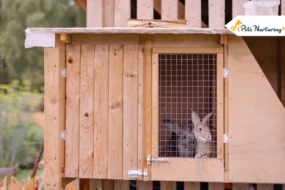 Indoor Rabbit Hutch