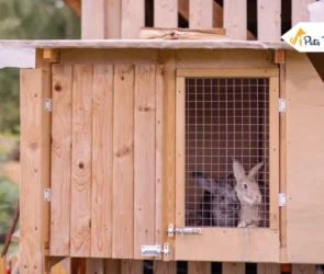 Indoor Rabbit Hutch