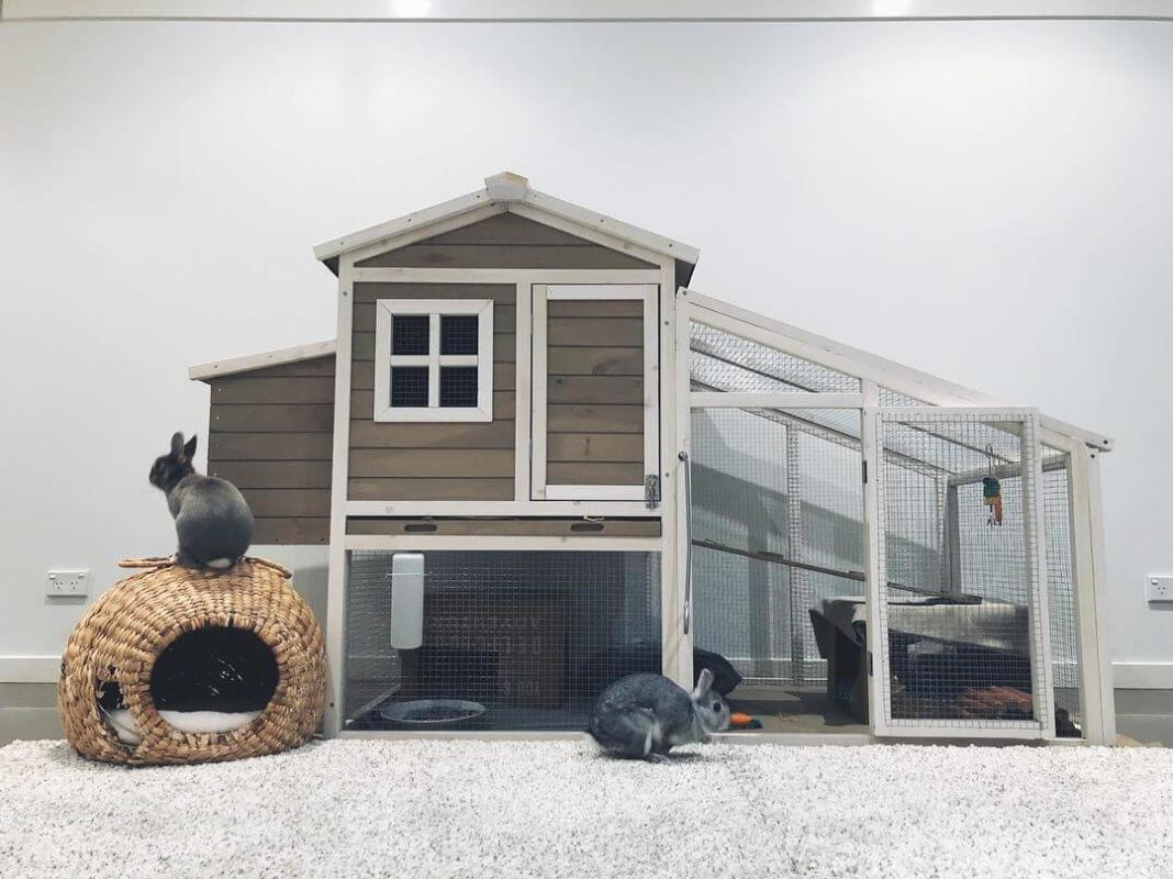  Indoor Rabbit Hutch