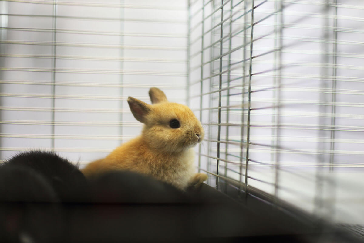 Indoor Rabbit Hutch