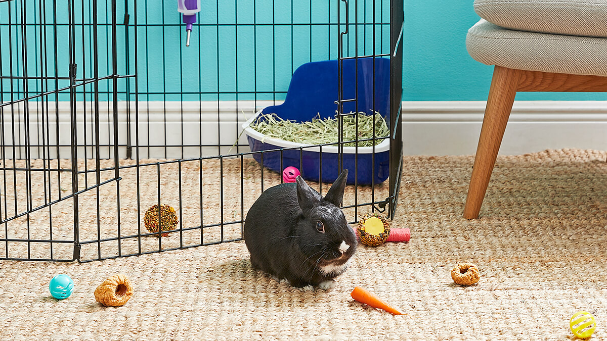 Indoor Rabbit Hutch