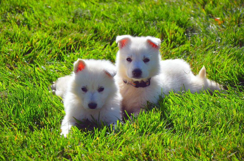 a dog that looks like a polar bear