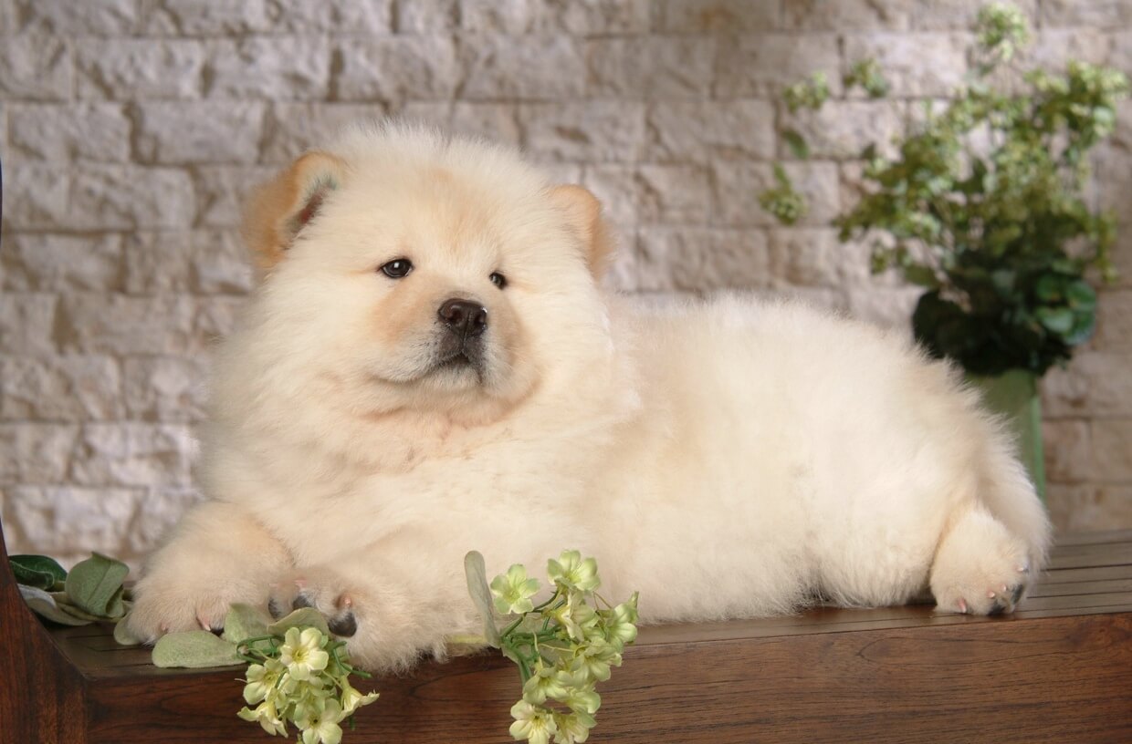 a dog that looks like a polar bear