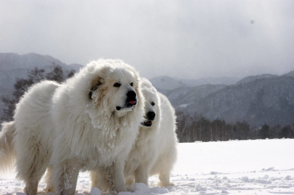 a dog that looks like a polar bear