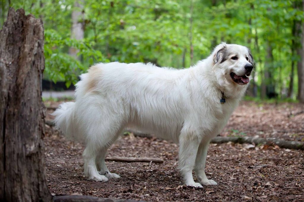 dog breed looks like polar bear