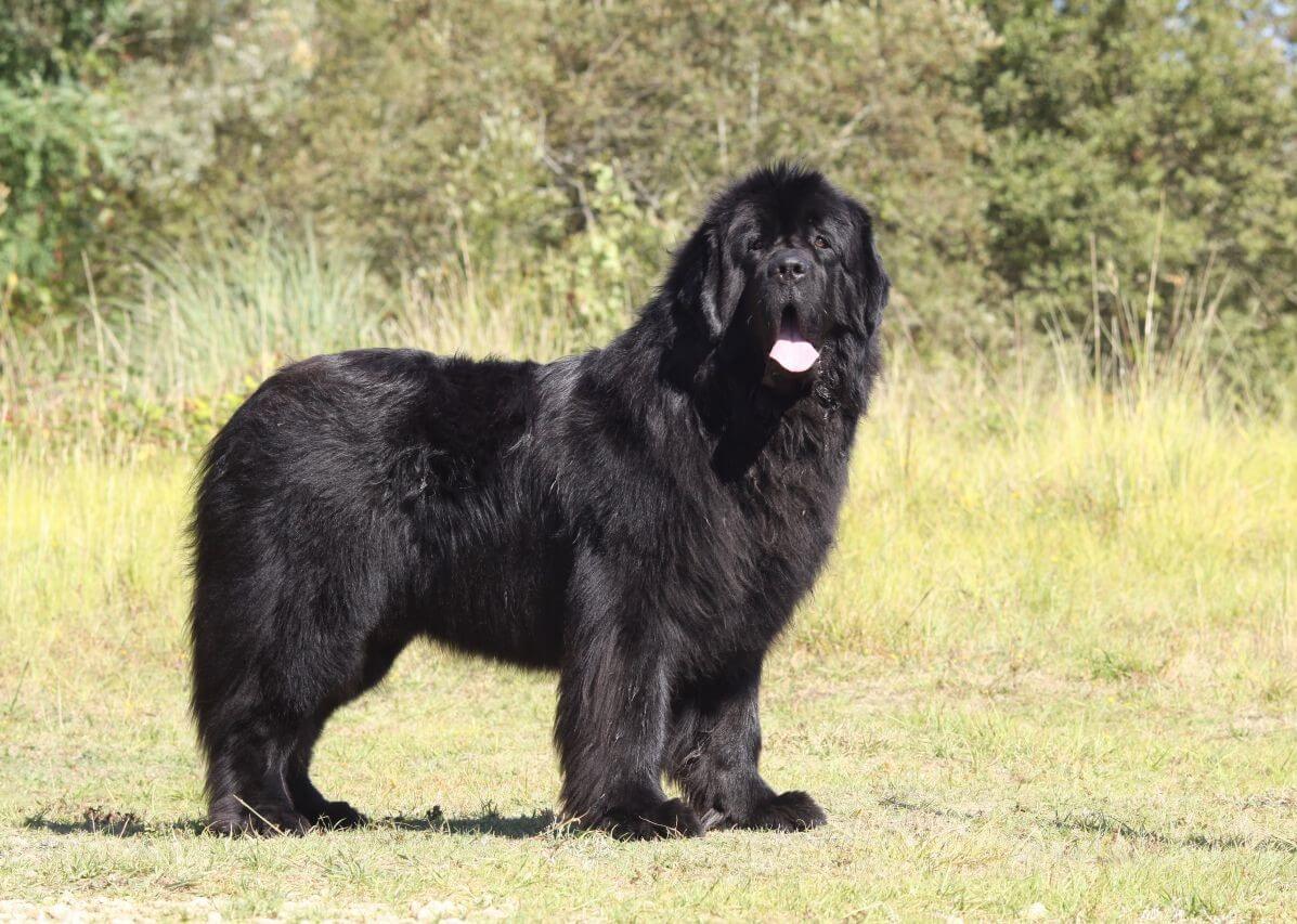 a dog that looks like a polar bear