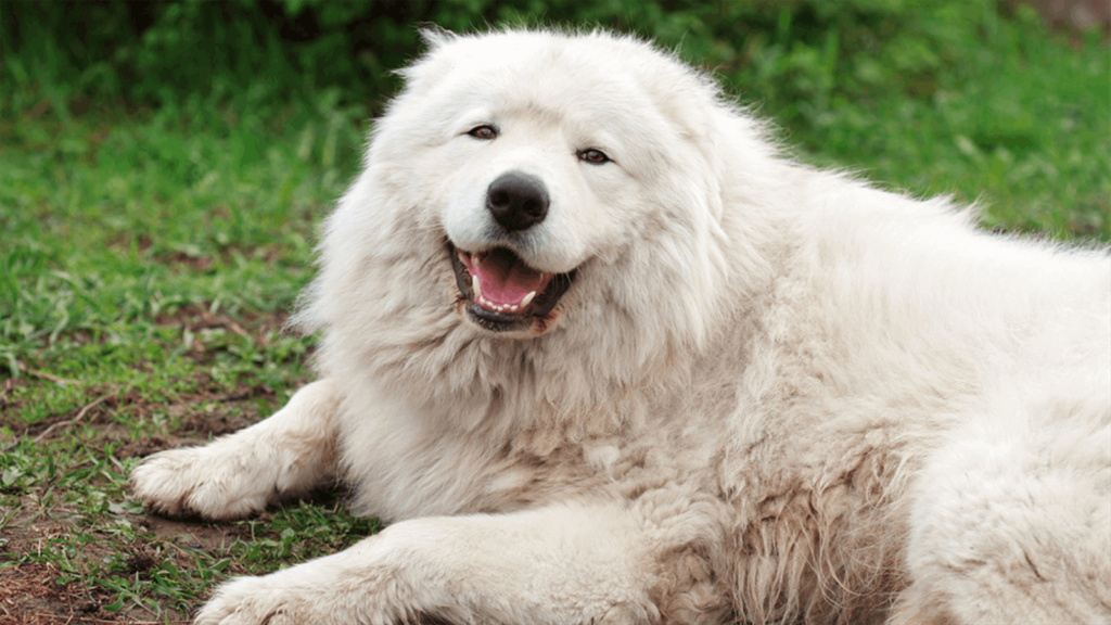 Maremma Sheepdog: Polar Bear Dog Breeds | Polar Doodle Dogs