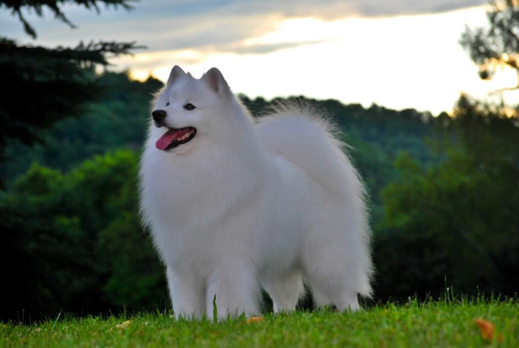 white polar bear dog