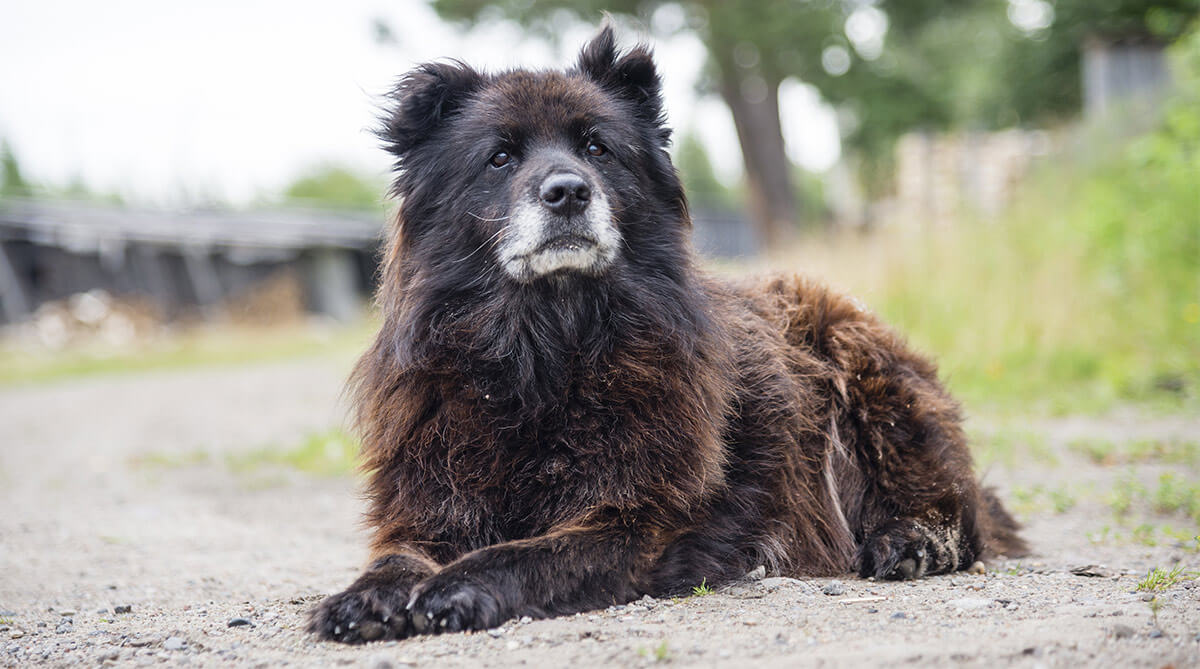 big dogs that look like polar bears