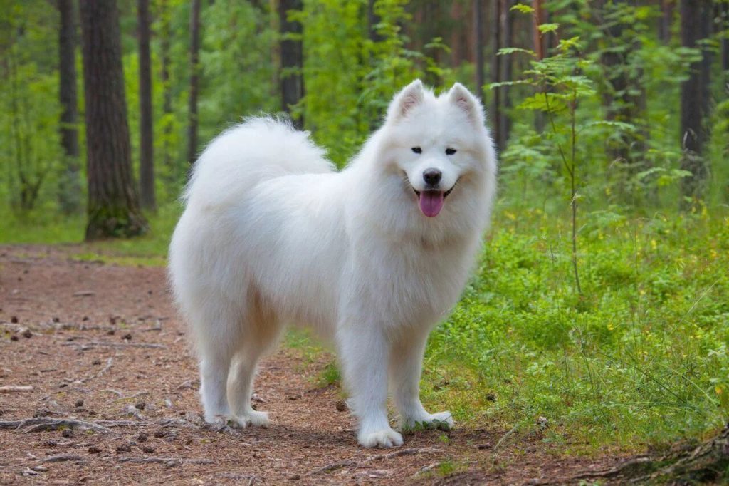 a dog that looks like a polar bear