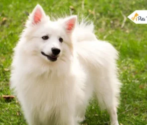 Polar Bear dog breeds