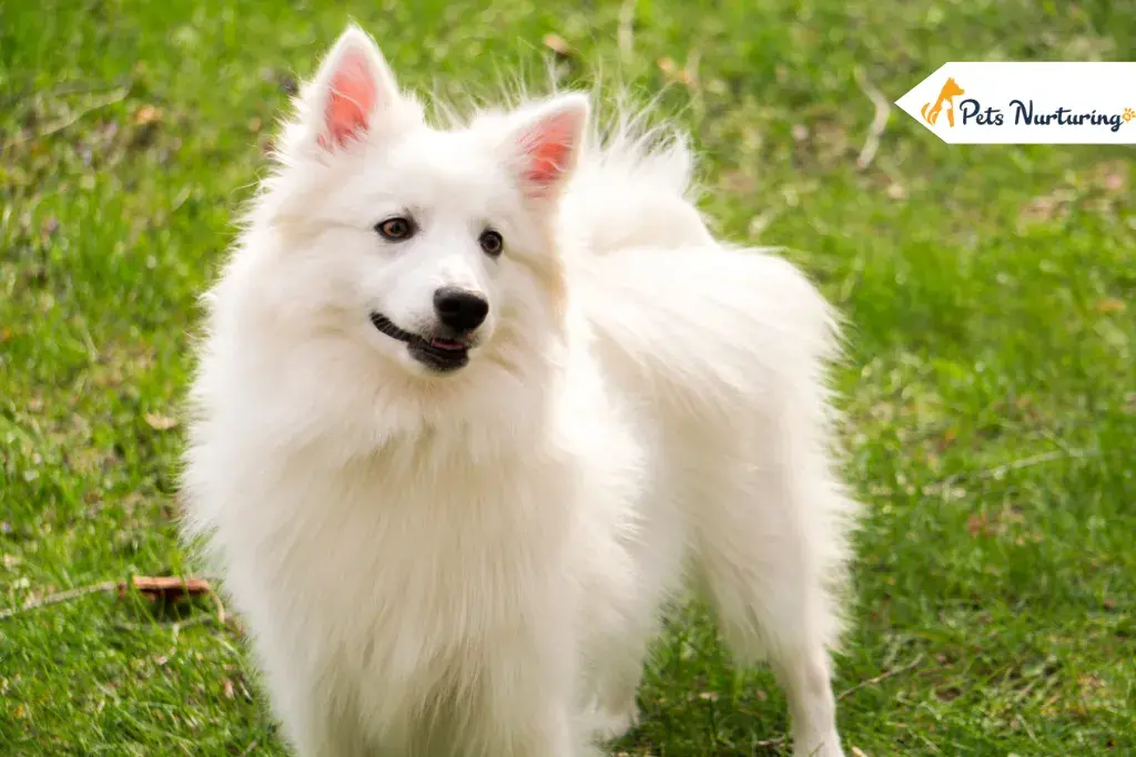 Polar Bear dog breeds