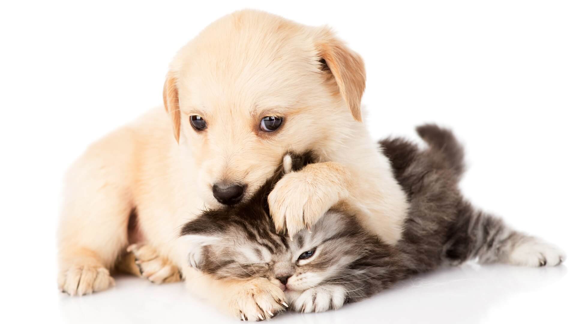  Puppies And Kittens