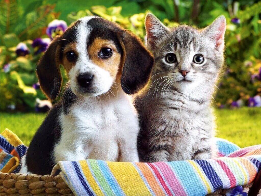  Puppies And Kittens