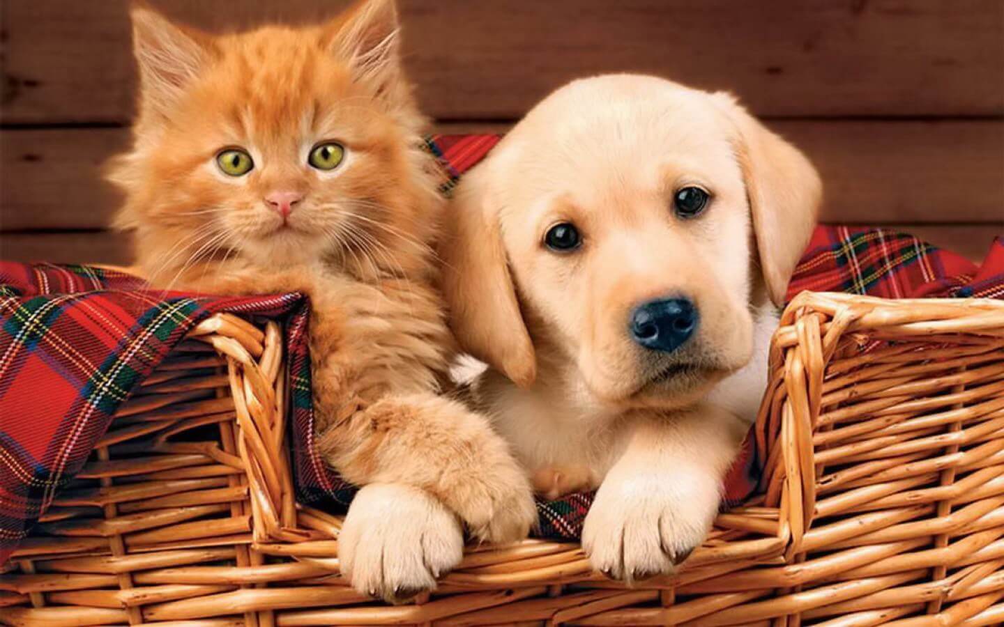 Comparison Between Puppies And Kittens | Pets Nurturing