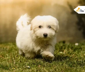 Small Dogs That Don’t Shed