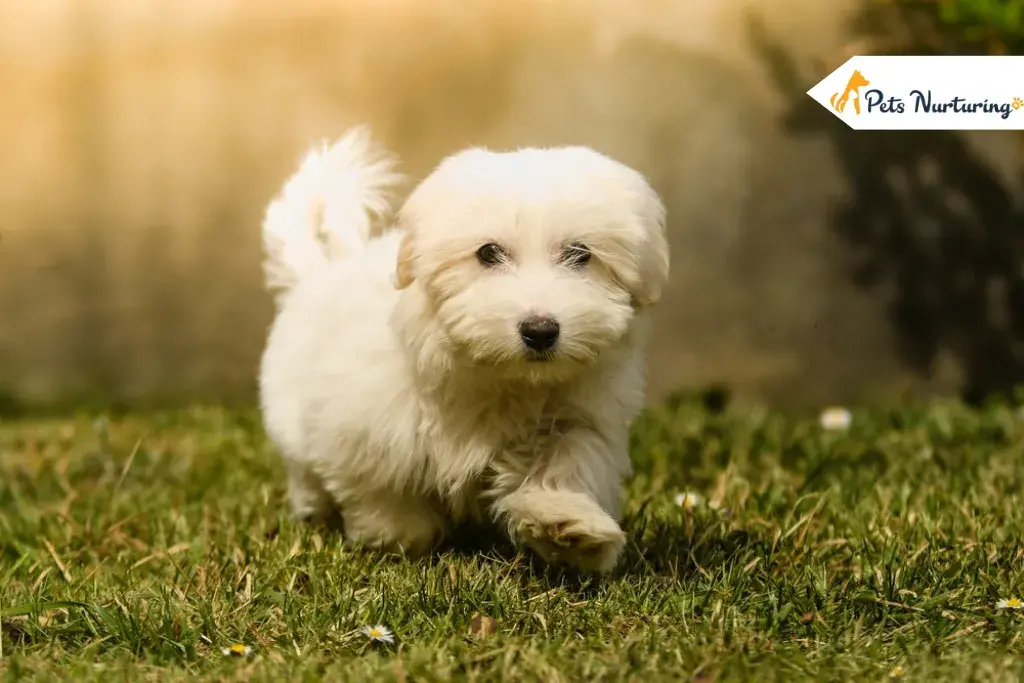 Small Dogs That Don’t Shed