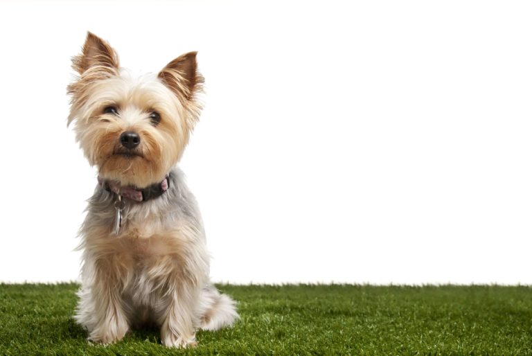 8 Small Dogs That Don't Shed NonShedding Dog Breeds